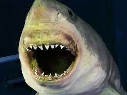 Meereszentrum Fehmarn