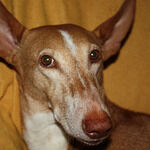 Methmanns Mittagstisch