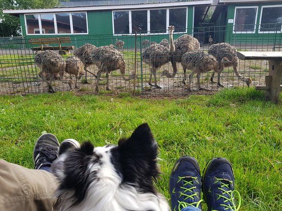 Straußenfarm Ostseeblick