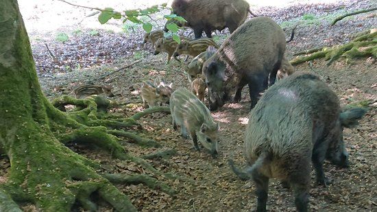 Erlebniswald Trappenkamp