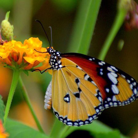 alaris Schmetterlingspark Sassnitz