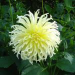 Medelbyer Landbackerei