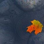 Wellmare Hafencafe & Bistro