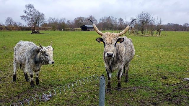 Haus- und Nutztierpark Arche Warder