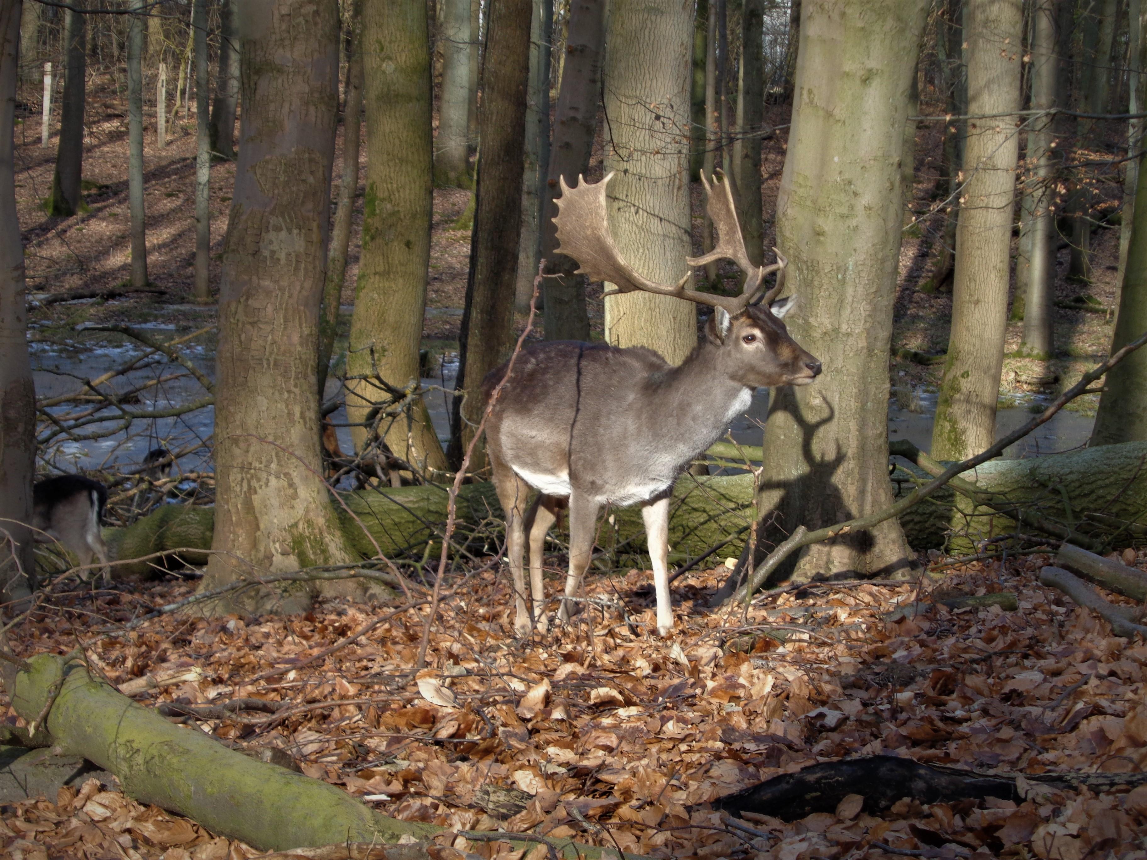 Tiergehege Tannenberg