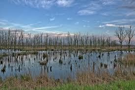 Naturschutzgebiet Anklamer Stadtbruch
