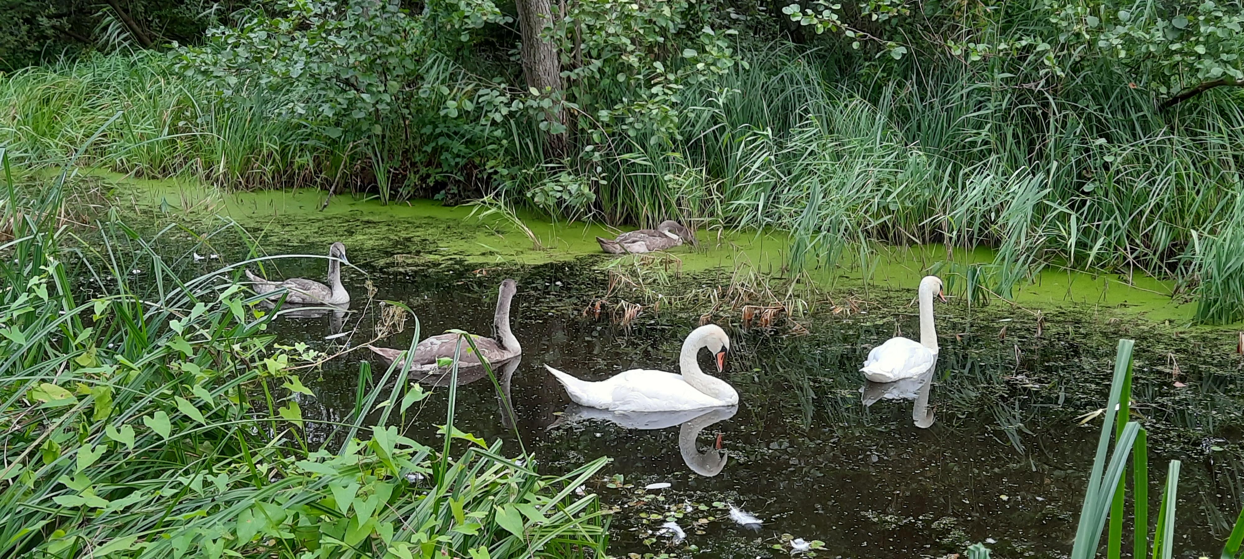 NSG Aalbeek-Niederung